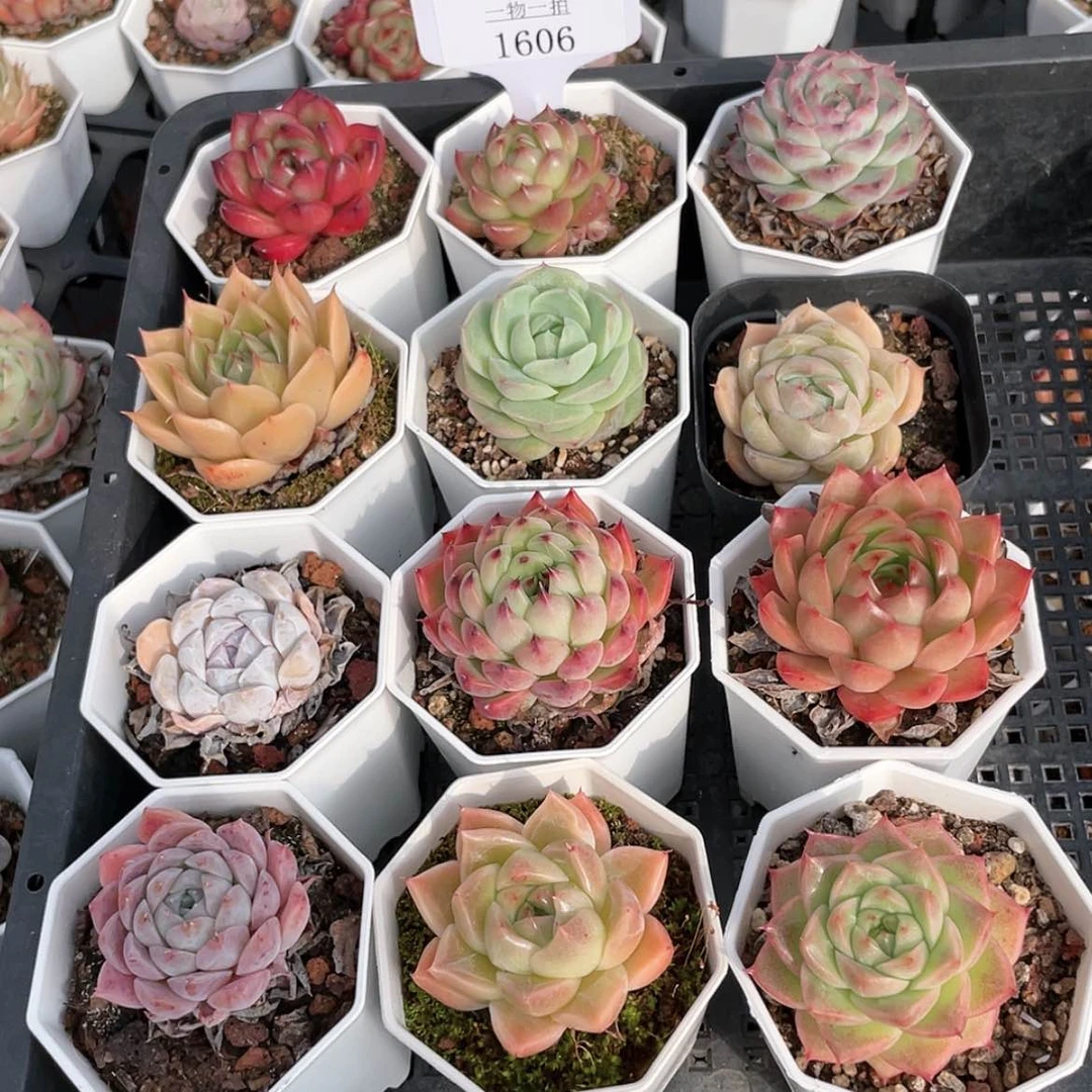 【闪购商品】1606量拍