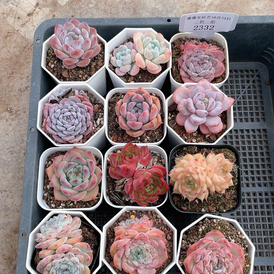 薇薇安园艺多肉2332