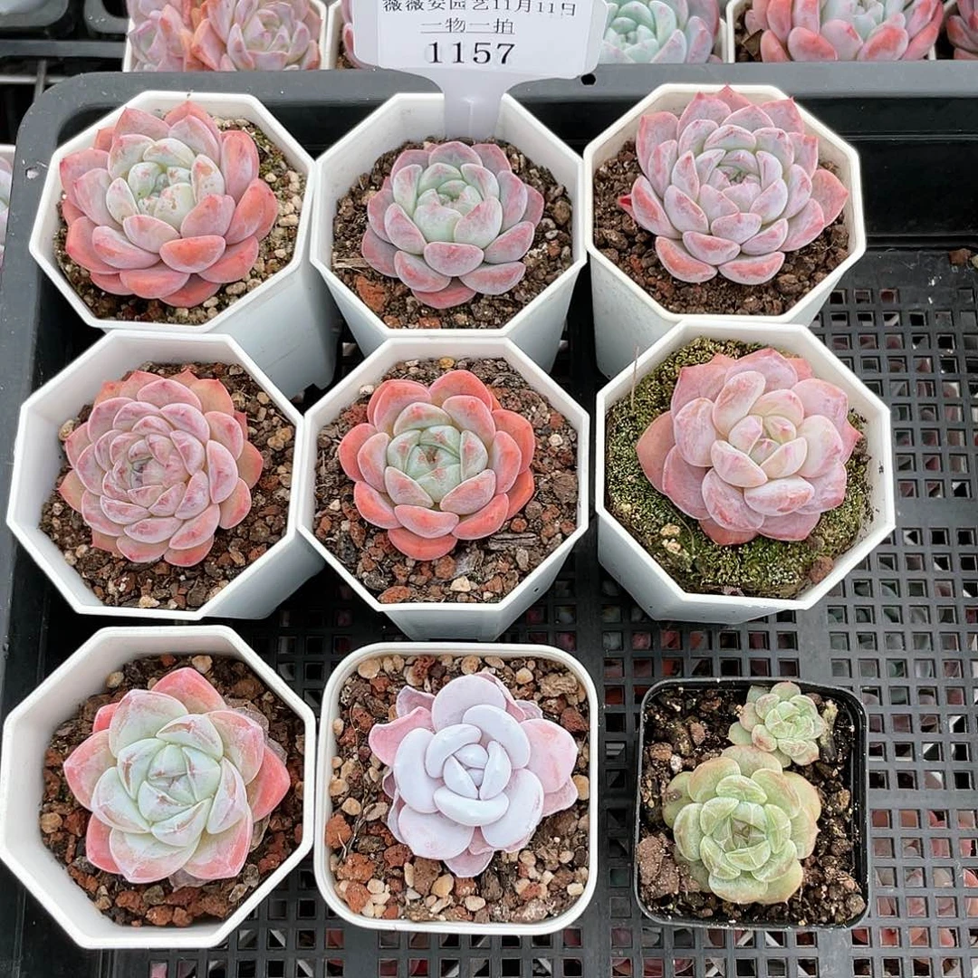 薇薇安园艺多肉1157