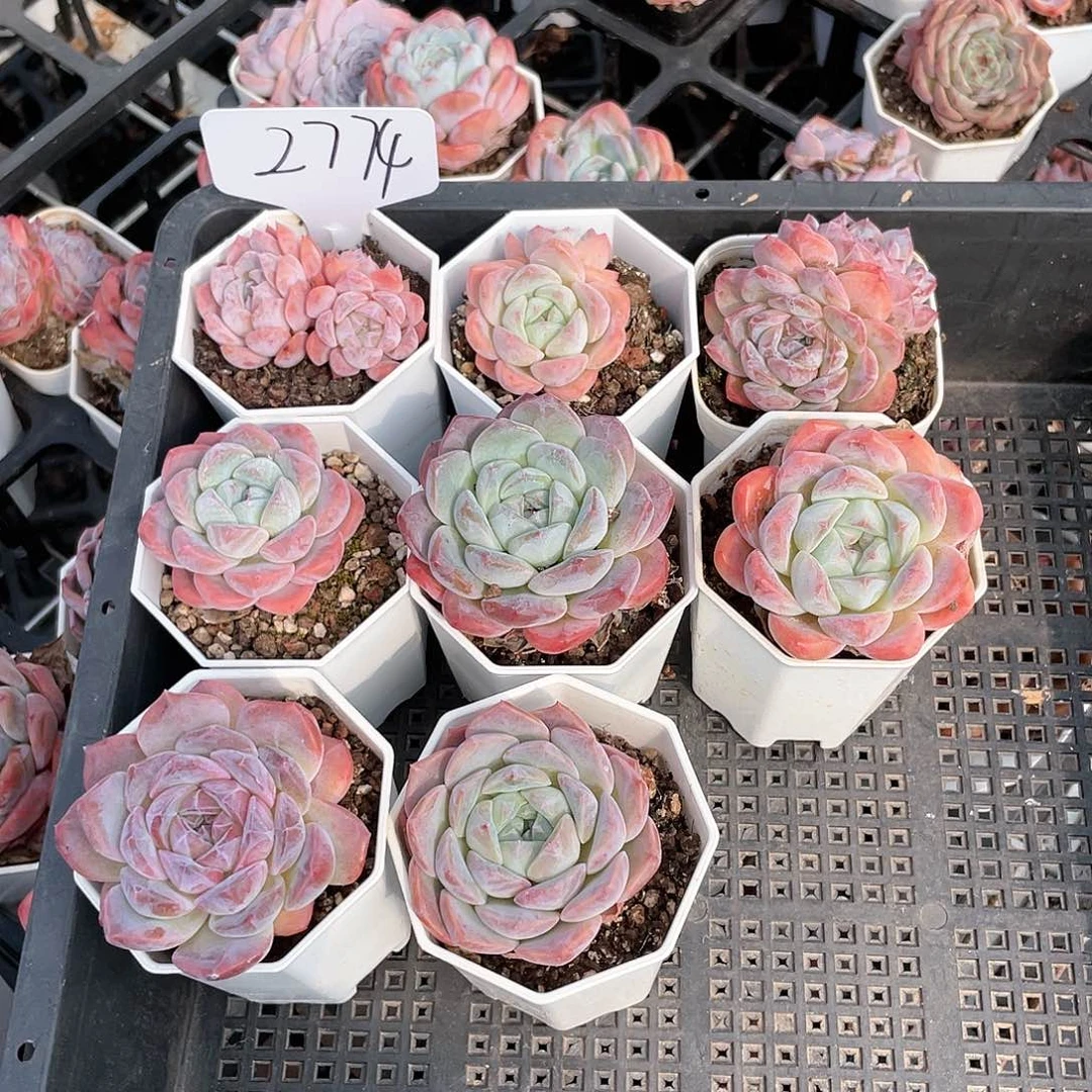 薇薇安园艺多肉2774