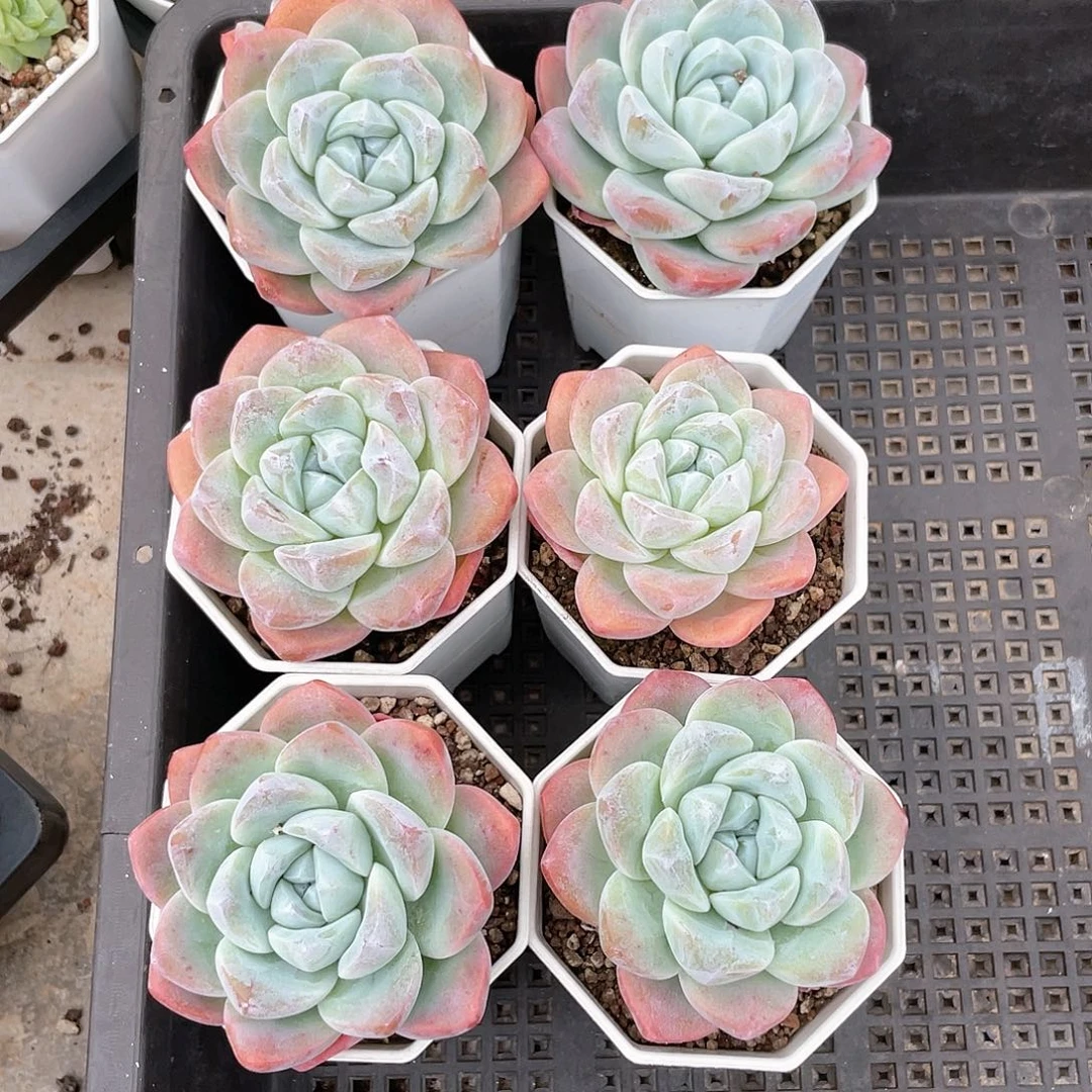 薇薇安园艺多肉0556