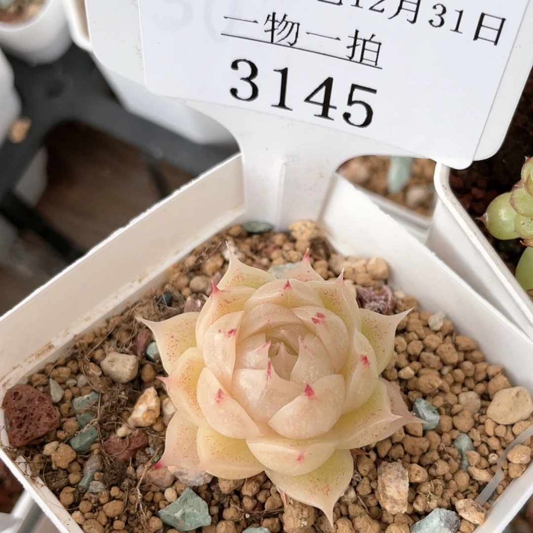 【闪购商品】3145薇