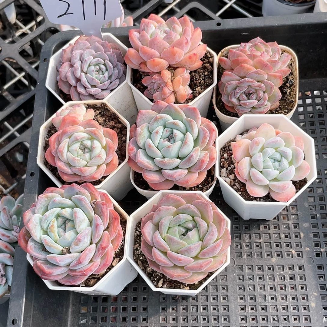 薇薇安园艺多肉2779