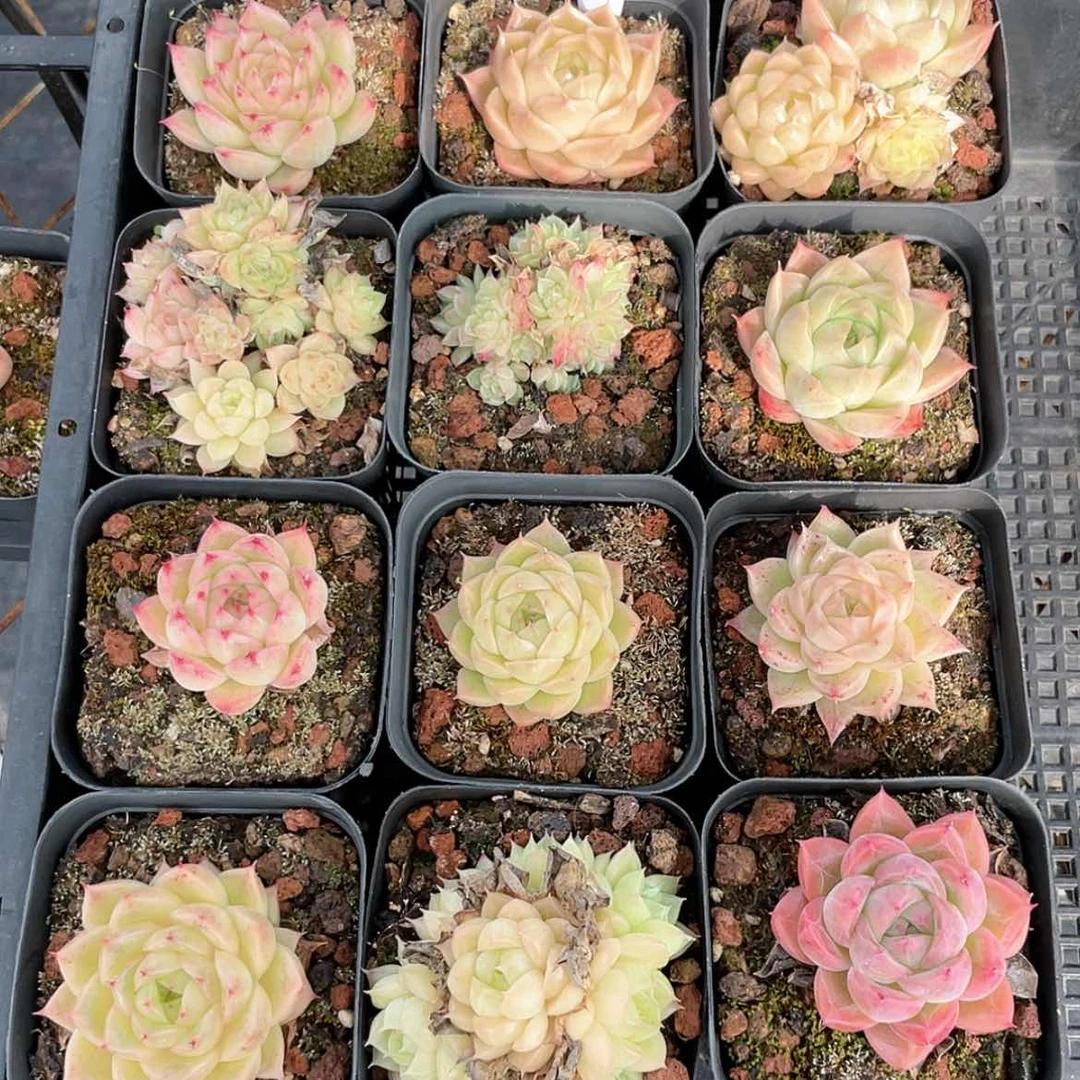 【闪购商品】1518薇