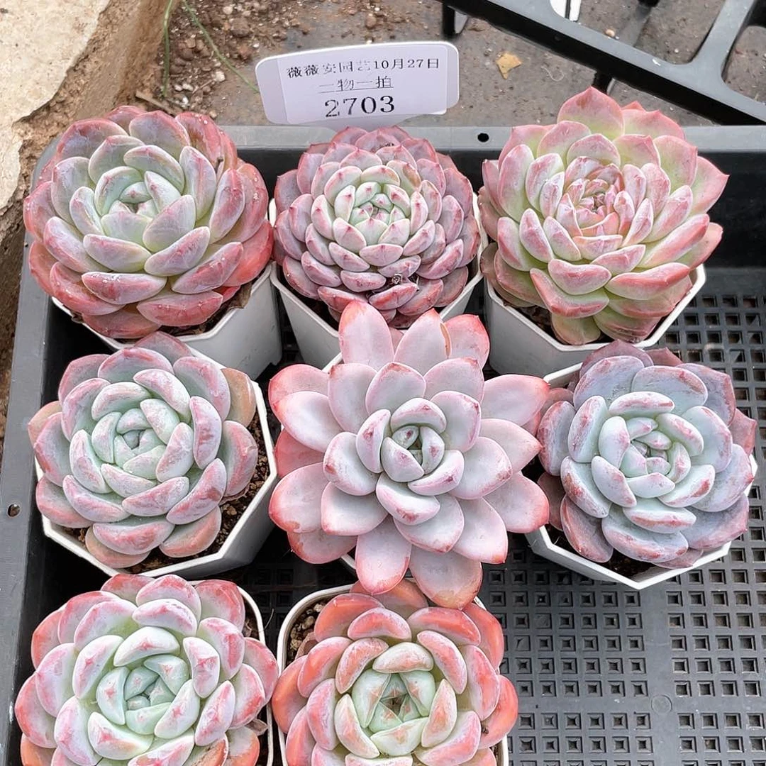 薇薇安园艺多肉2703