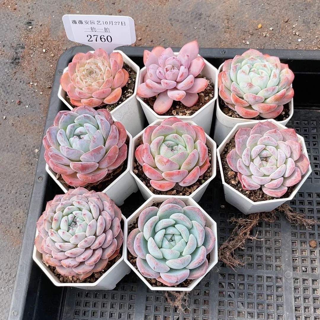薇薇安园艺多肉2760