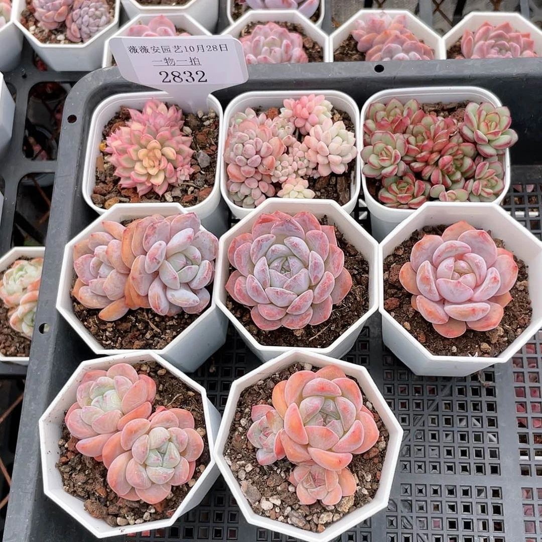 薇薇安园艺多肉2832
