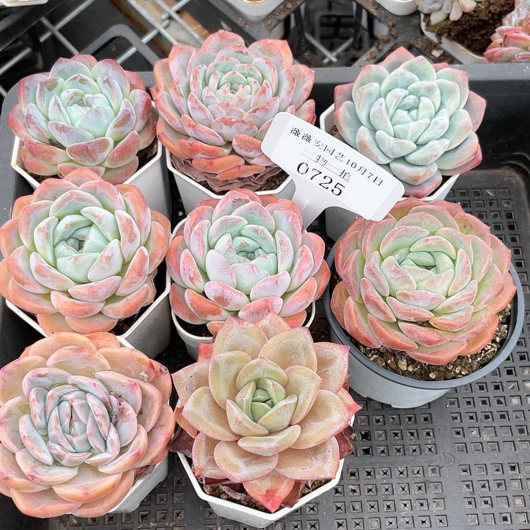 薇薇安园艺多肉0725