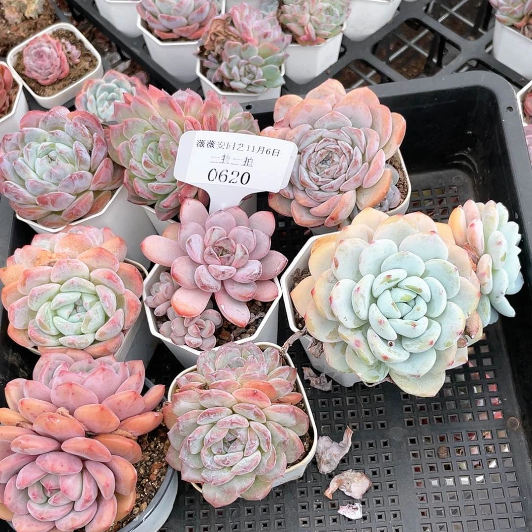 薇薇安园艺多肉0620