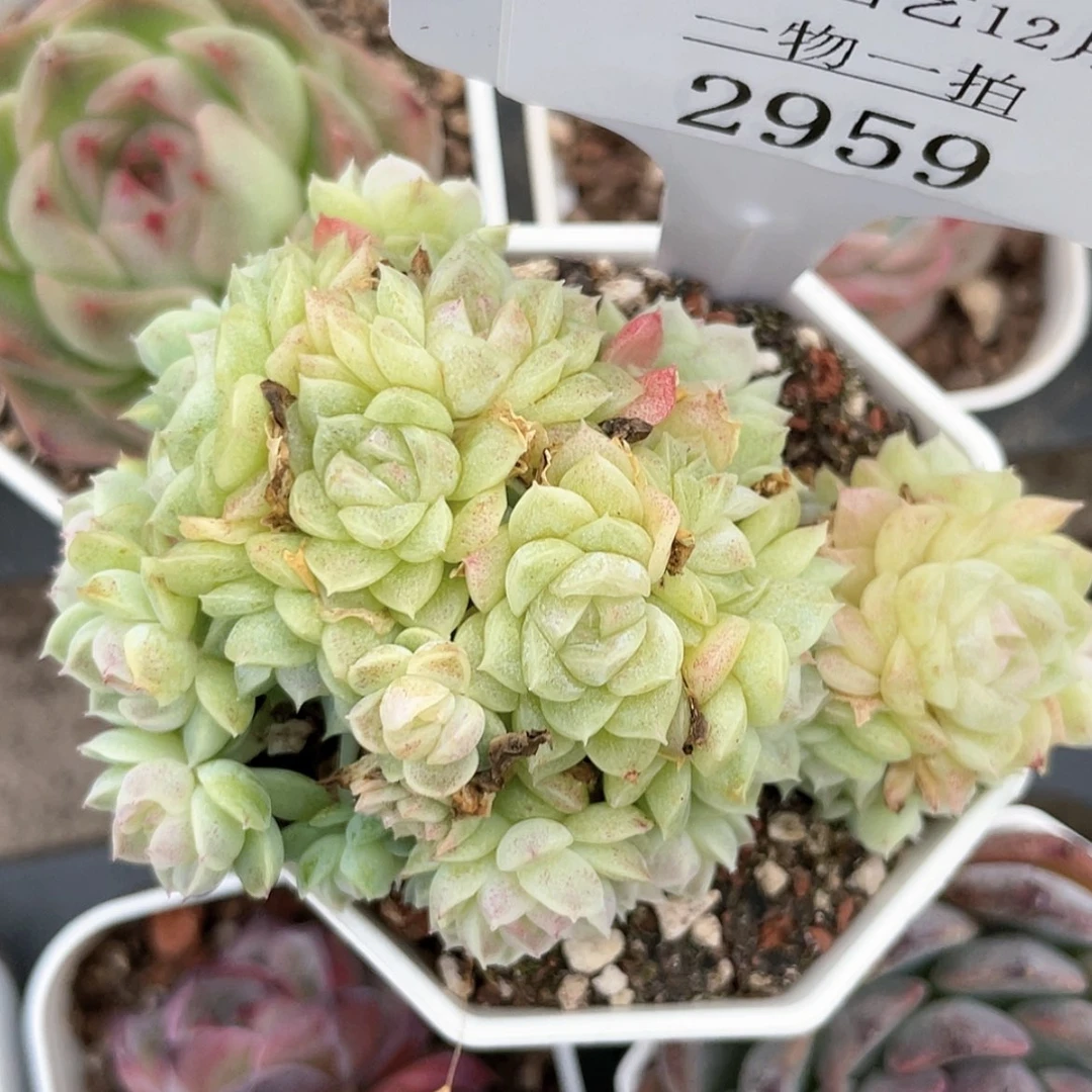 【闪购商品】2959薇