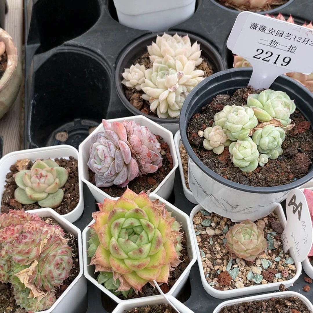 【闪购商品】2219薇