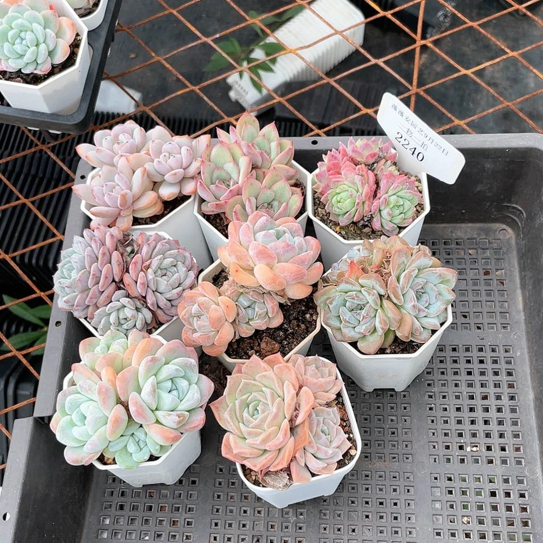 薇薇安园艺多肉2240