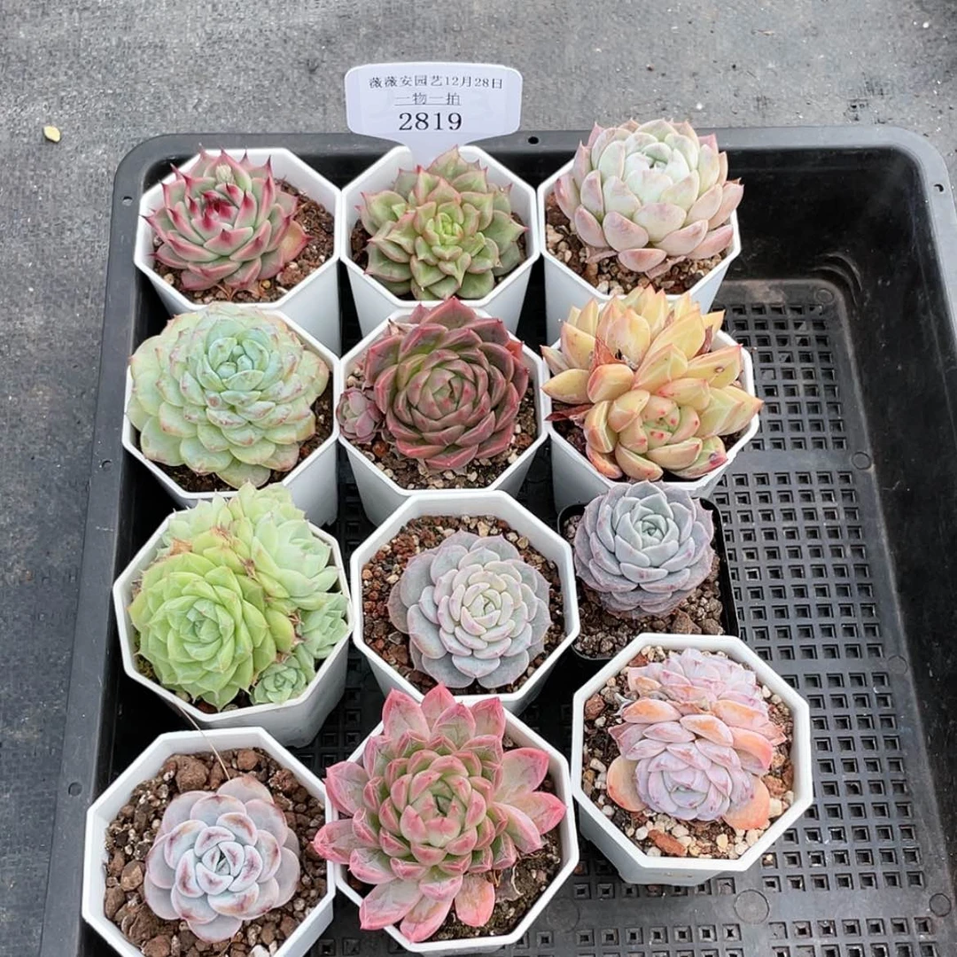 【闪购商品】2819薇