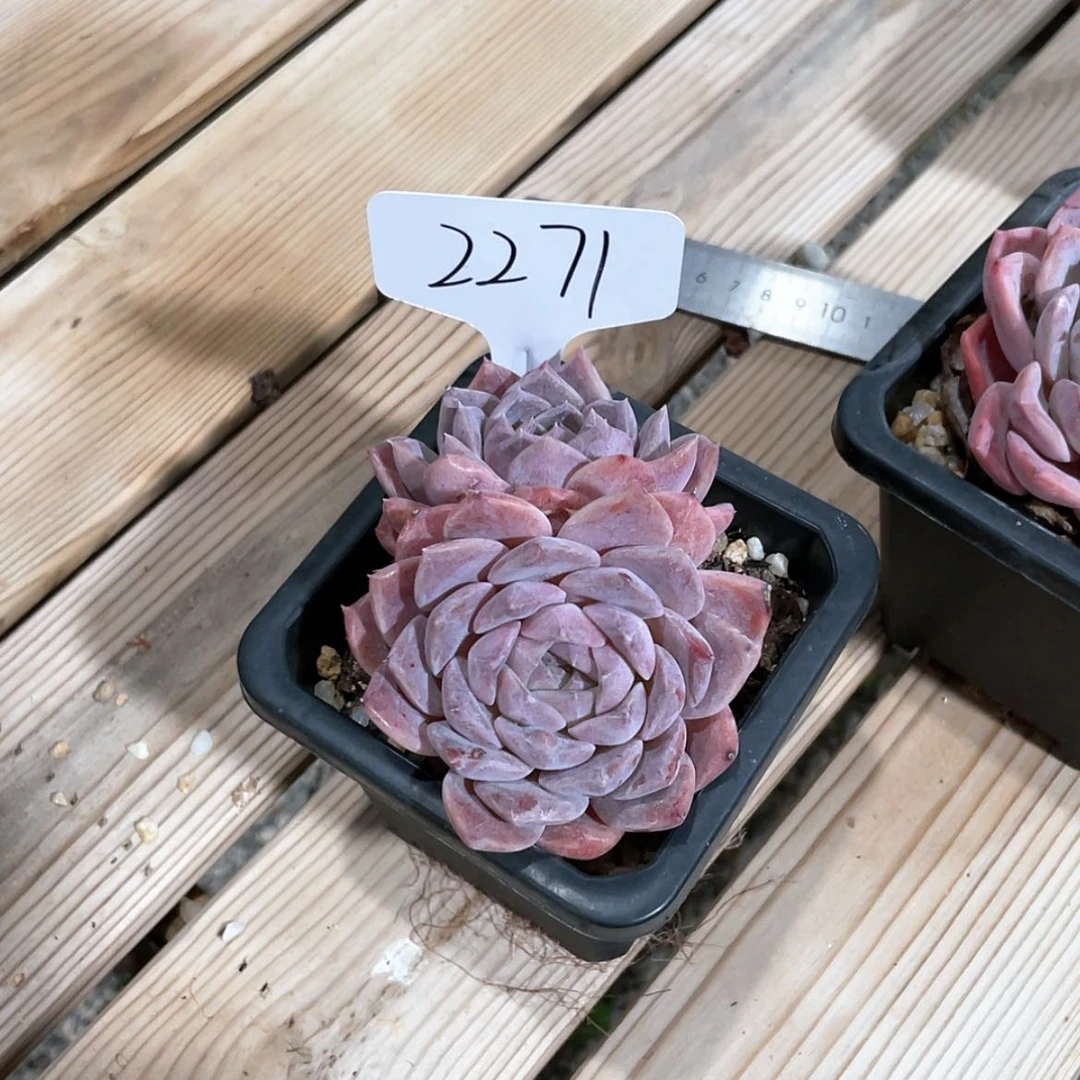 【闪购商品】2271薇