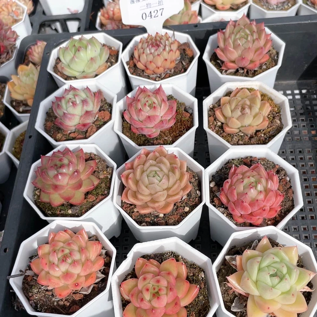 【闪购商品】0427薇