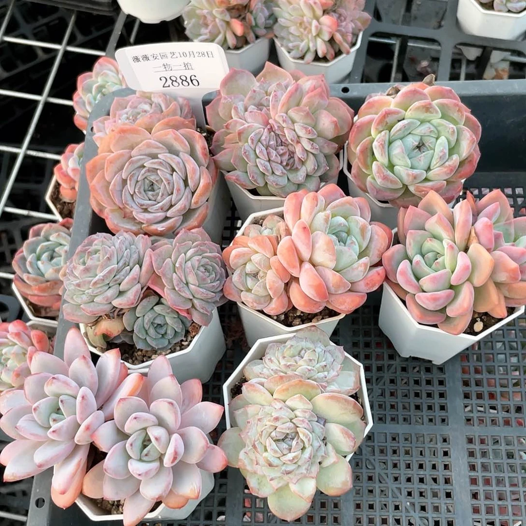 薇薇安园艺多肉2886