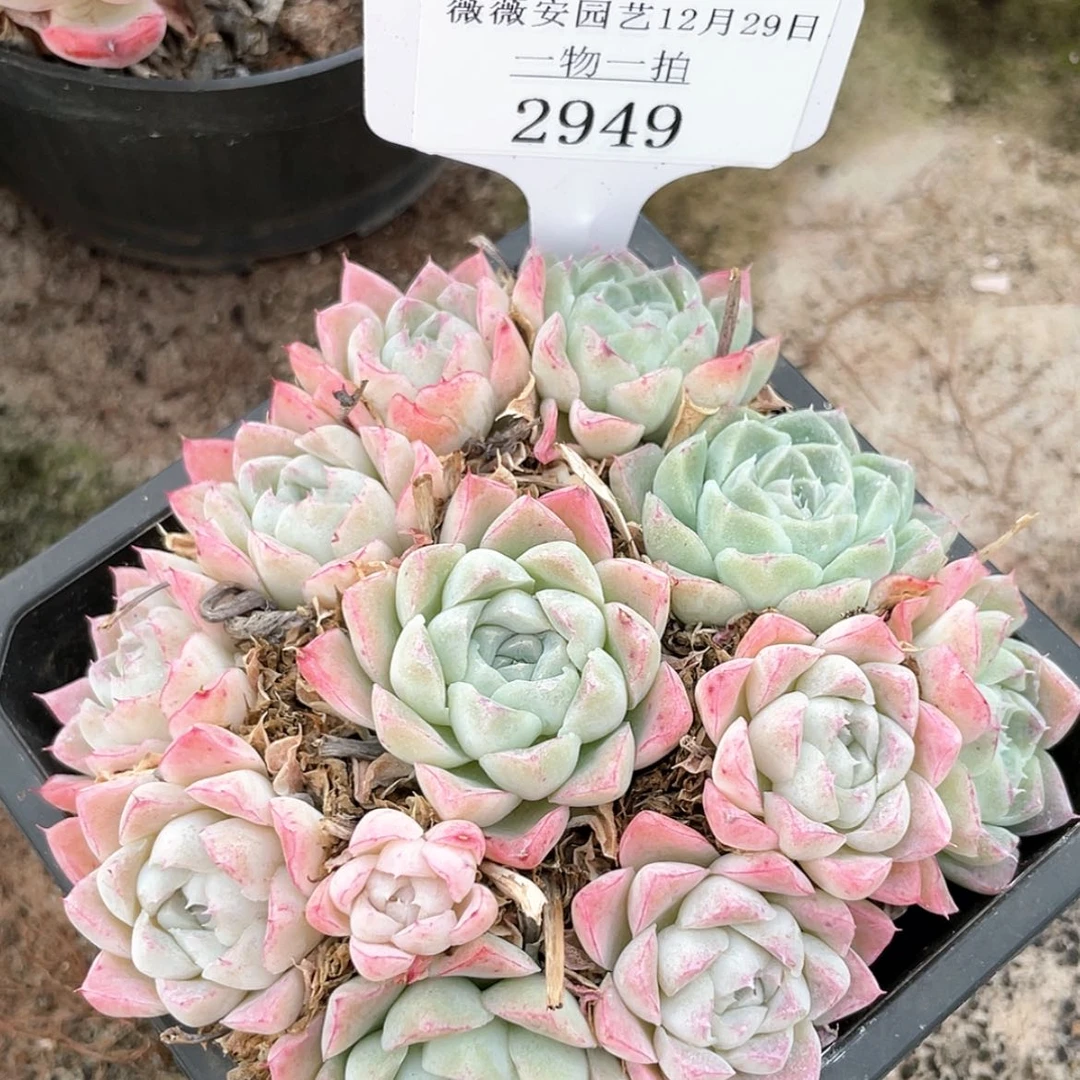 【闪购商品】2949薇