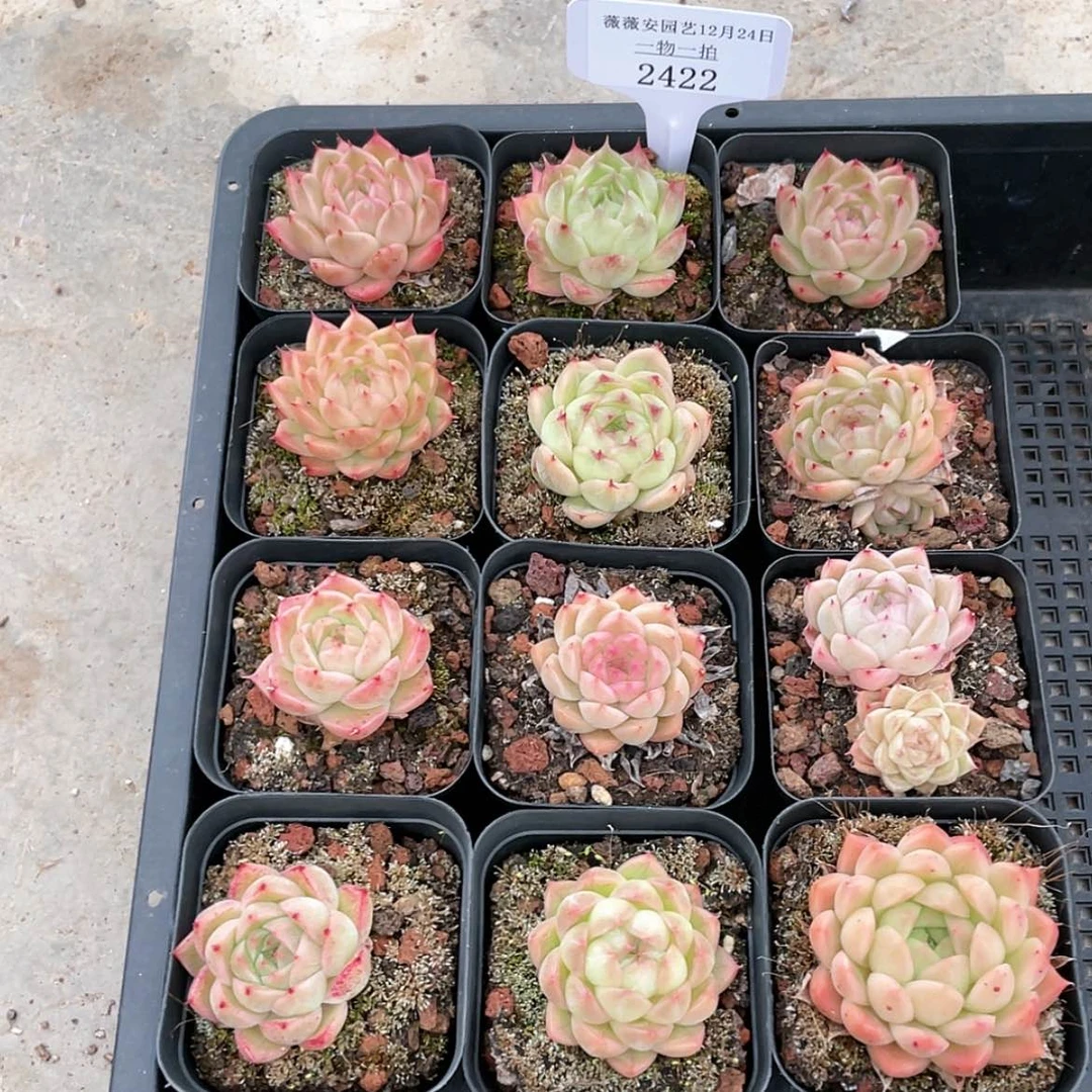 【闪购商品】2422薇