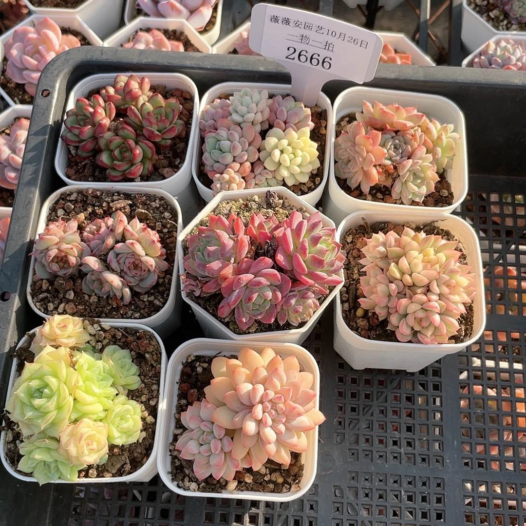 薇薇安园艺多肉2666