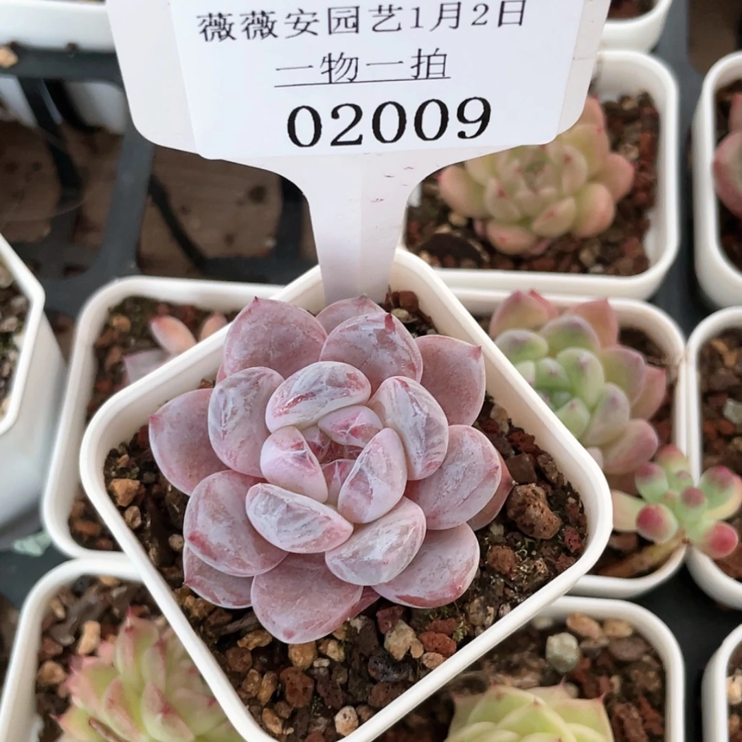 【闪购商品】02009薇