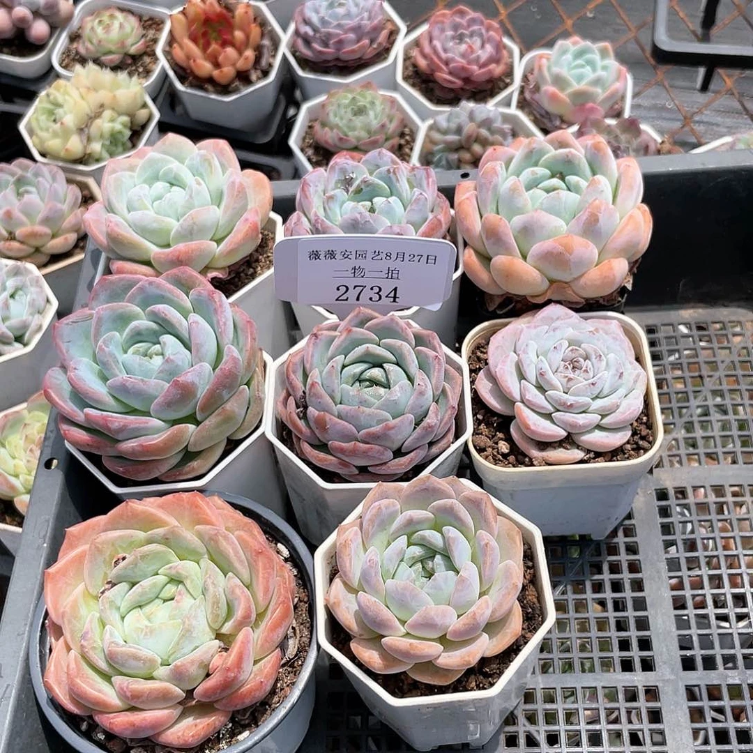 薇薇安园艺多肉2734