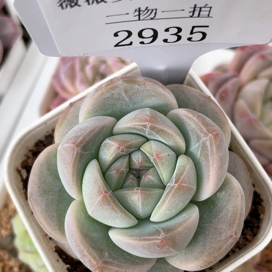 【闪购商品】2935薇