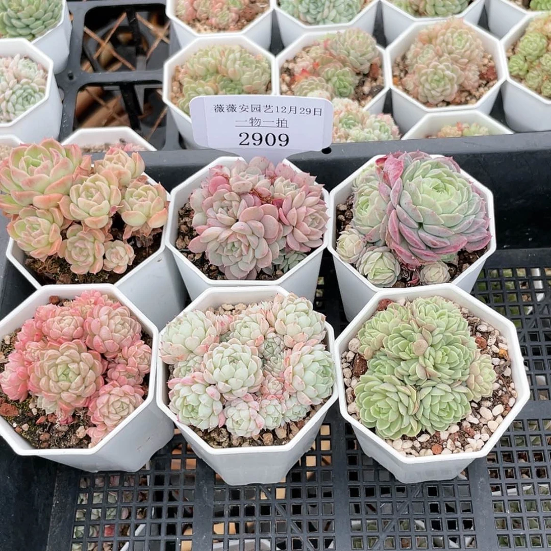 【闪购商品】2909薇