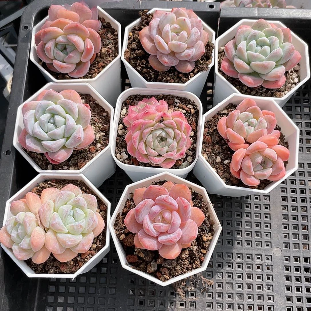 薇薇安园艺多肉1217