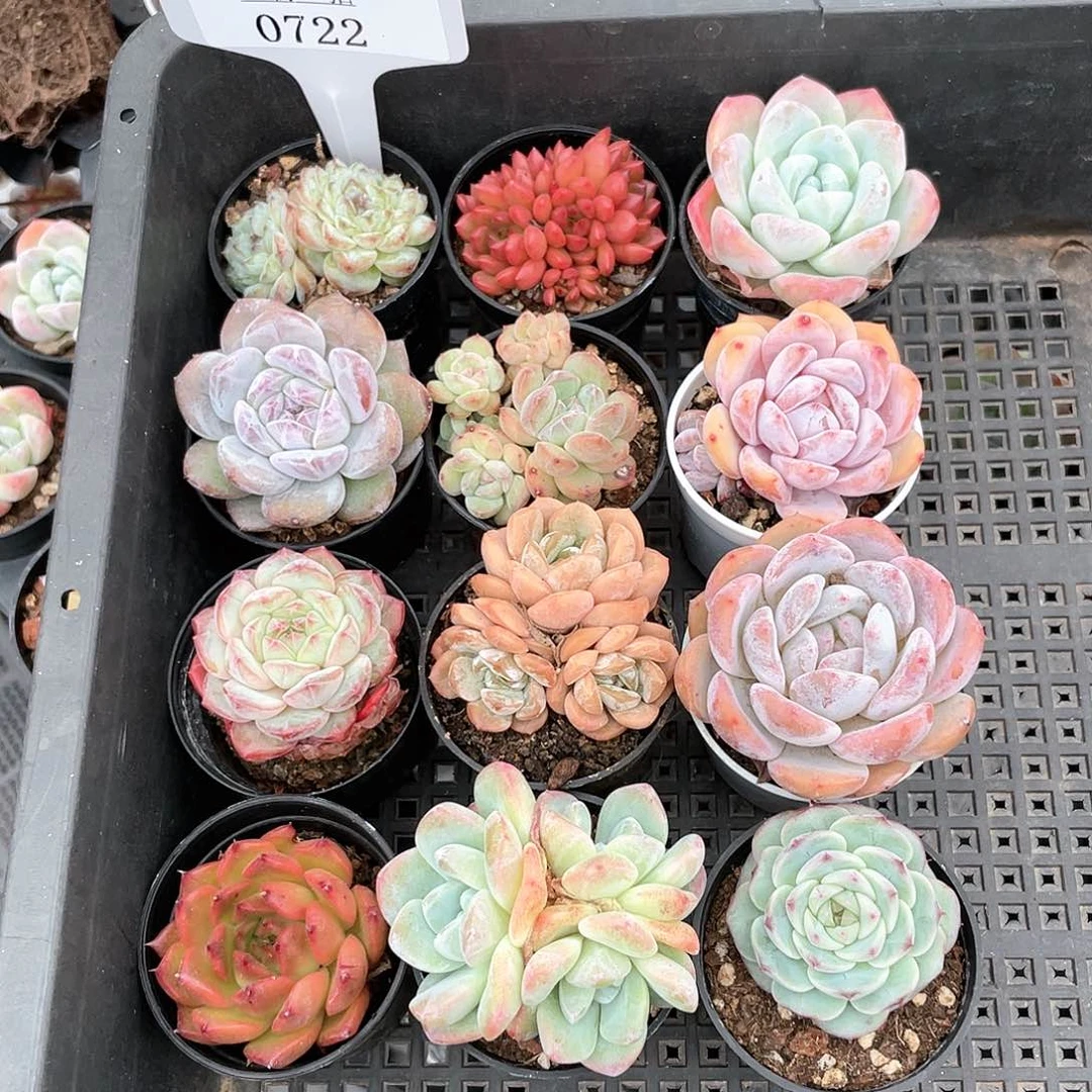 薇薇安园艺多肉0722