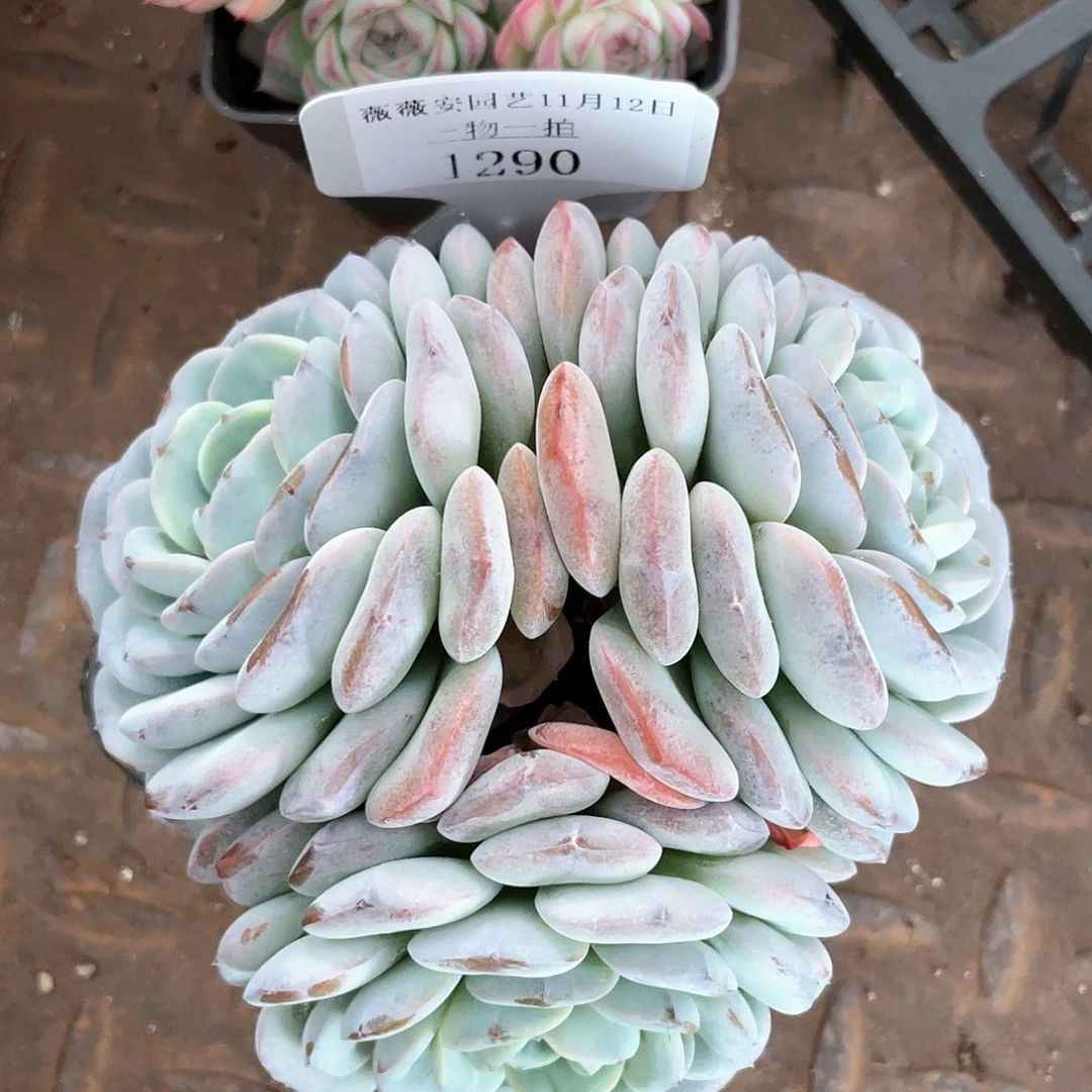 薇薇安园艺多肉1290