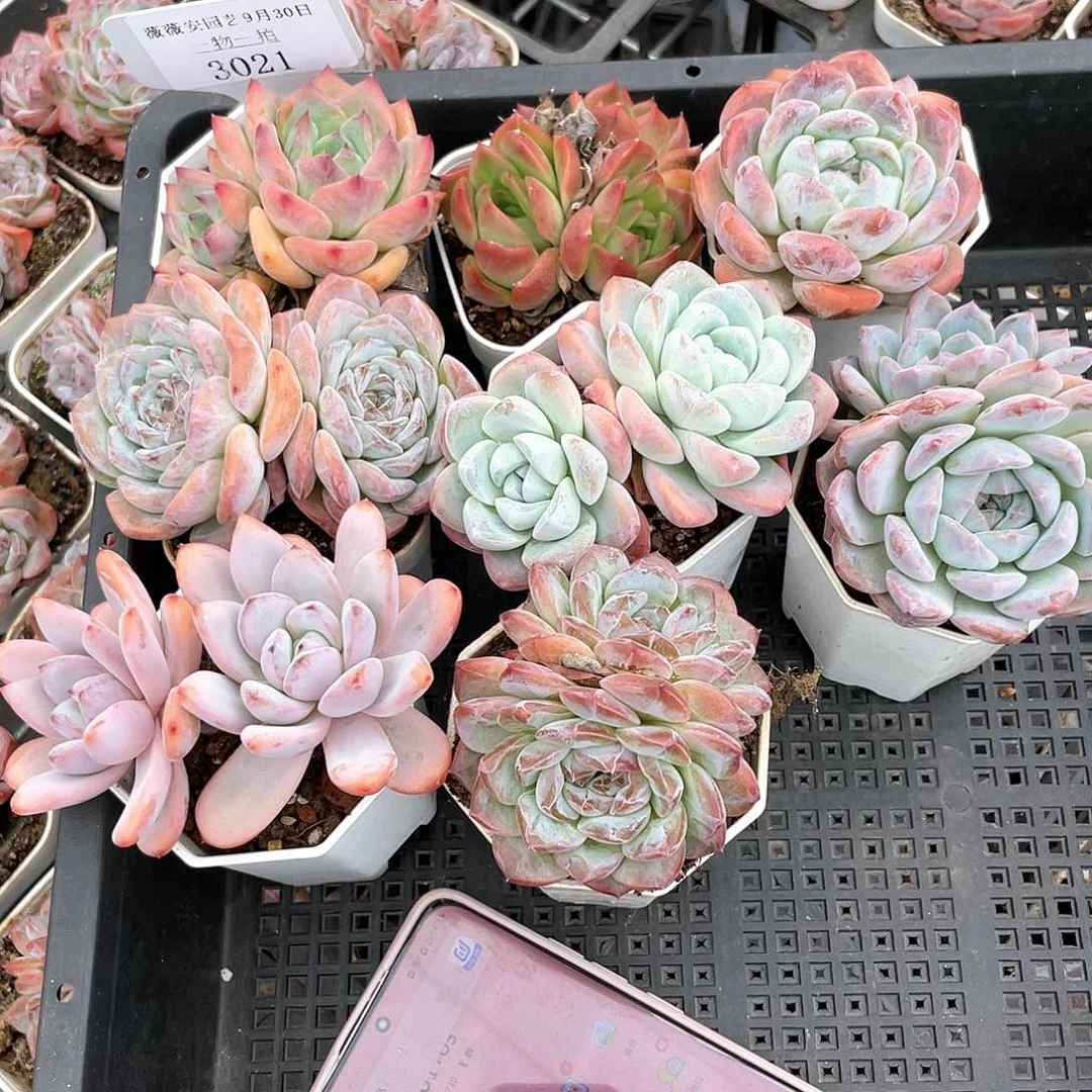 薇薇安园艺多肉3021
