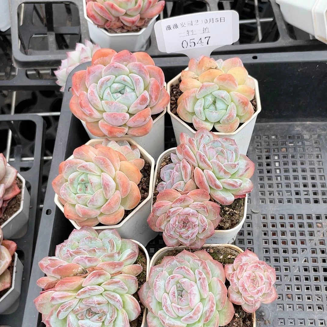 薇薇安园艺多肉0547