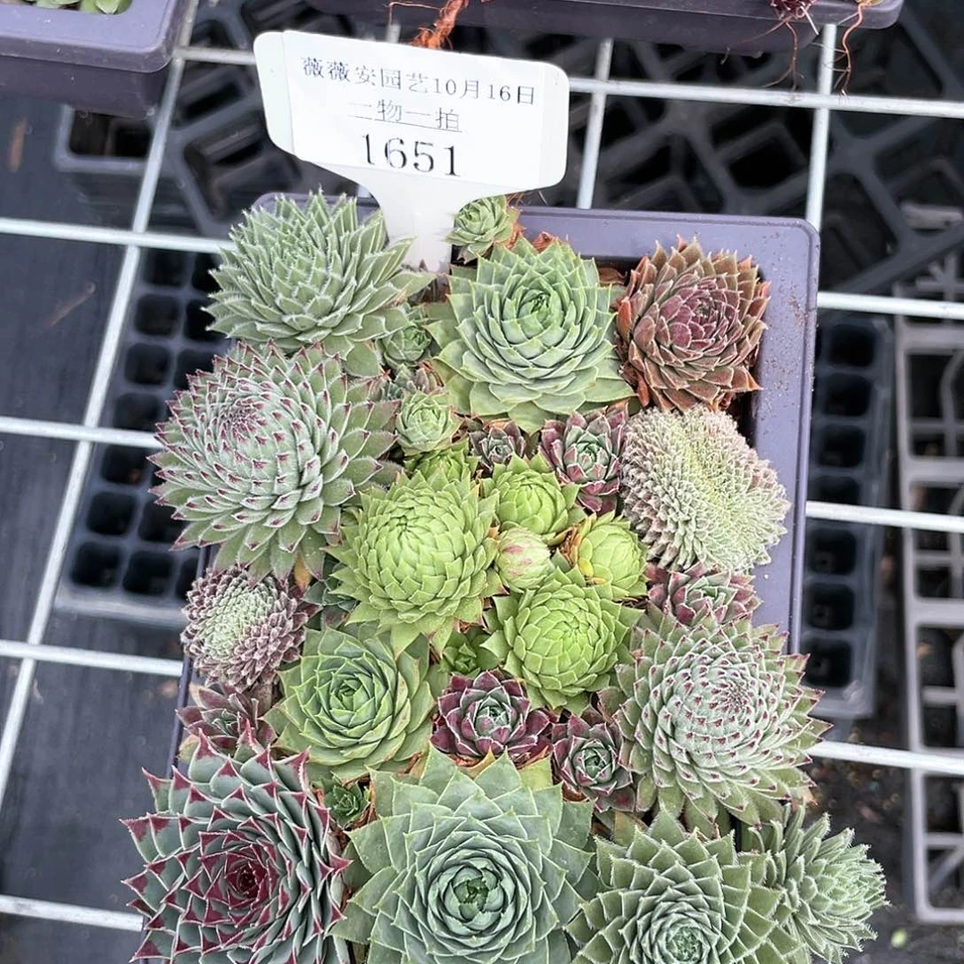 薇薇安园艺多肉1651