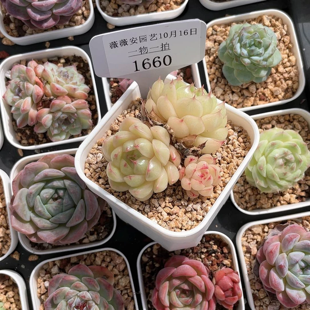 薇薇安园艺多肉1660