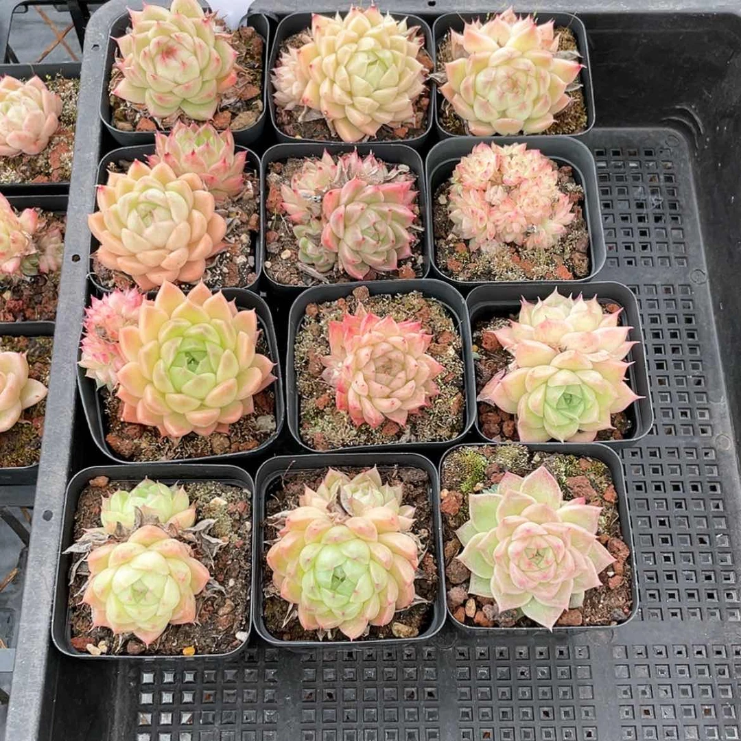 【闪购商品】2207薇