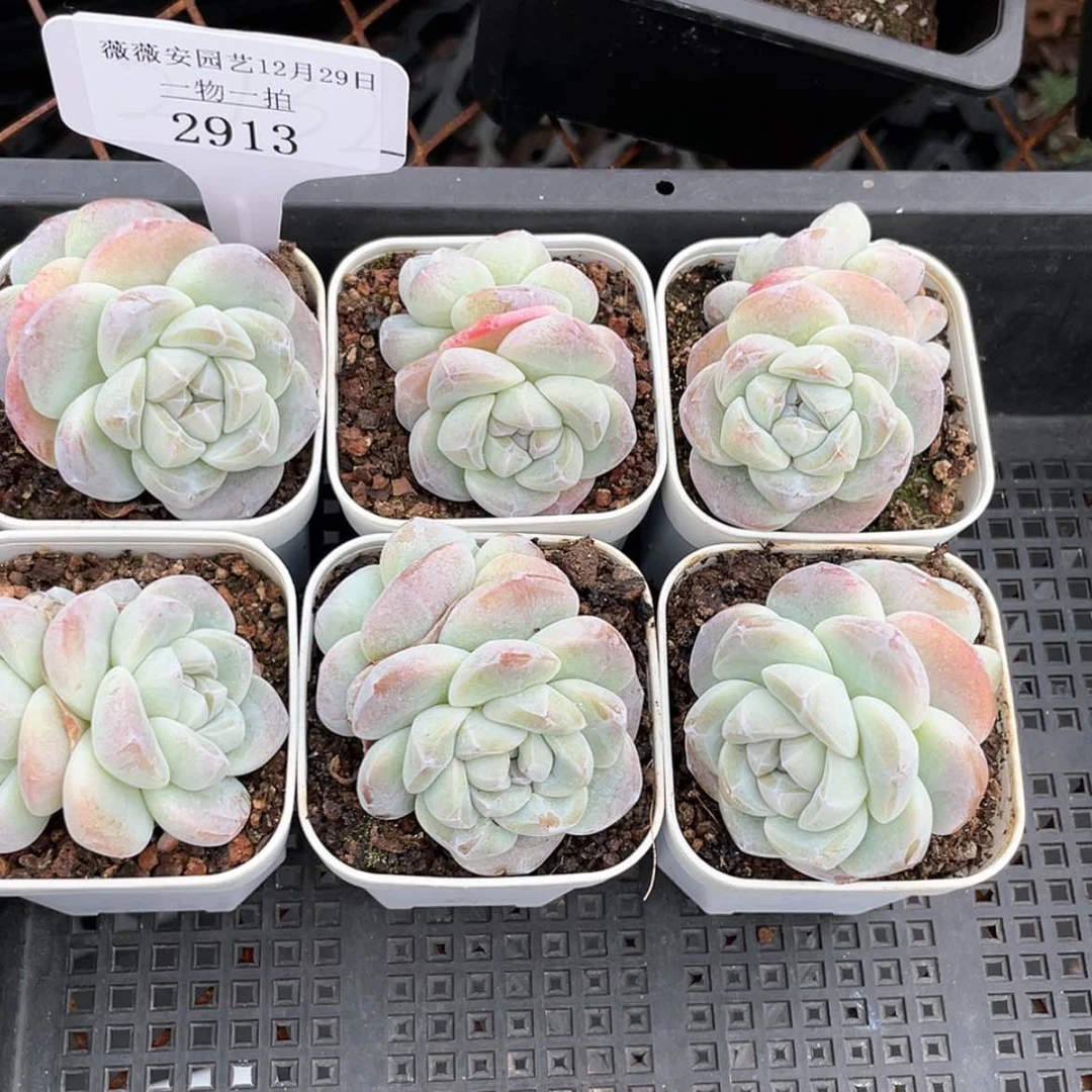 【闪购商品】2913薇