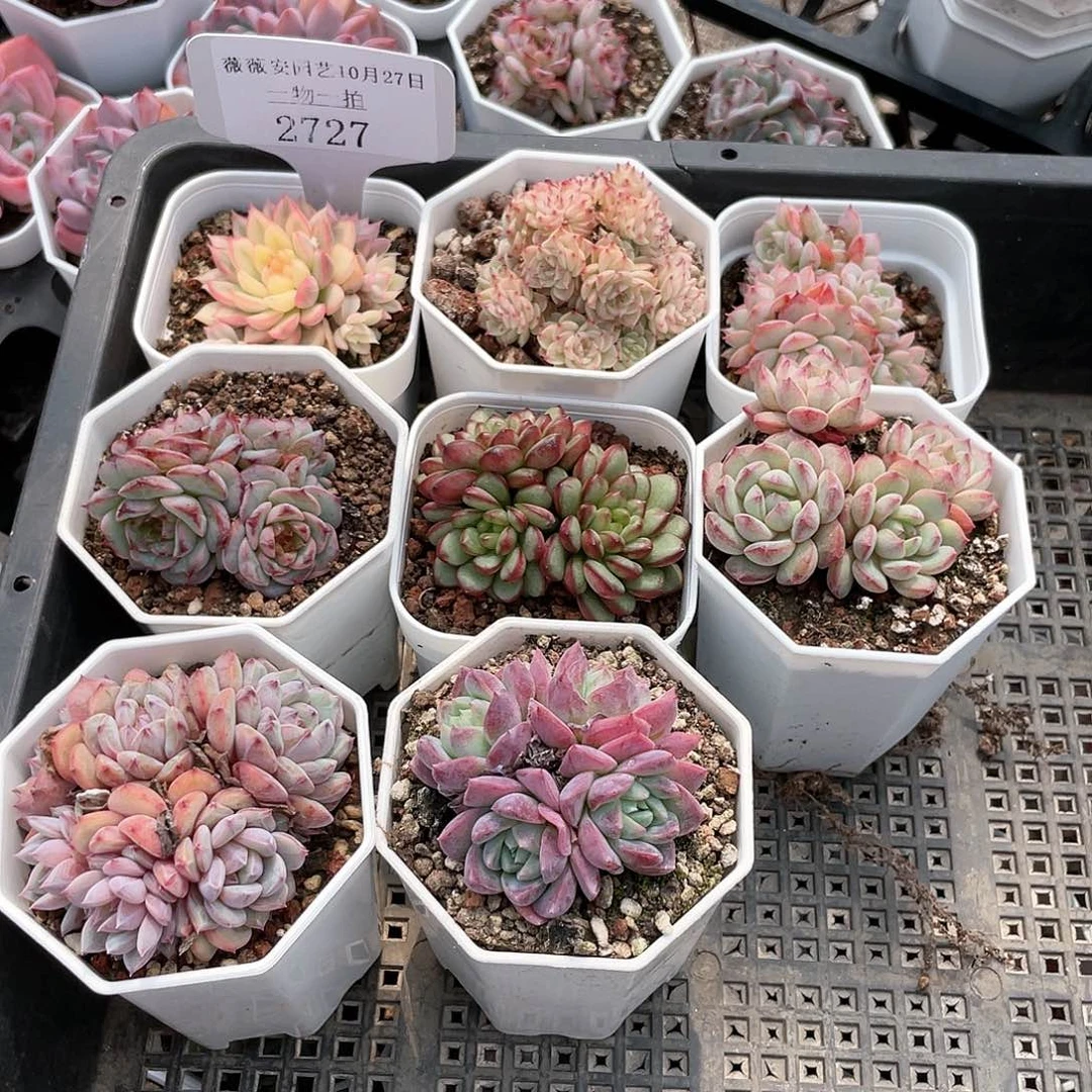 薇薇安园艺多肉2727
