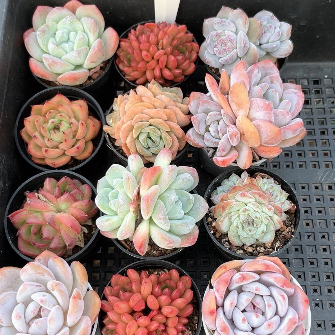 薇薇安园艺多肉2569