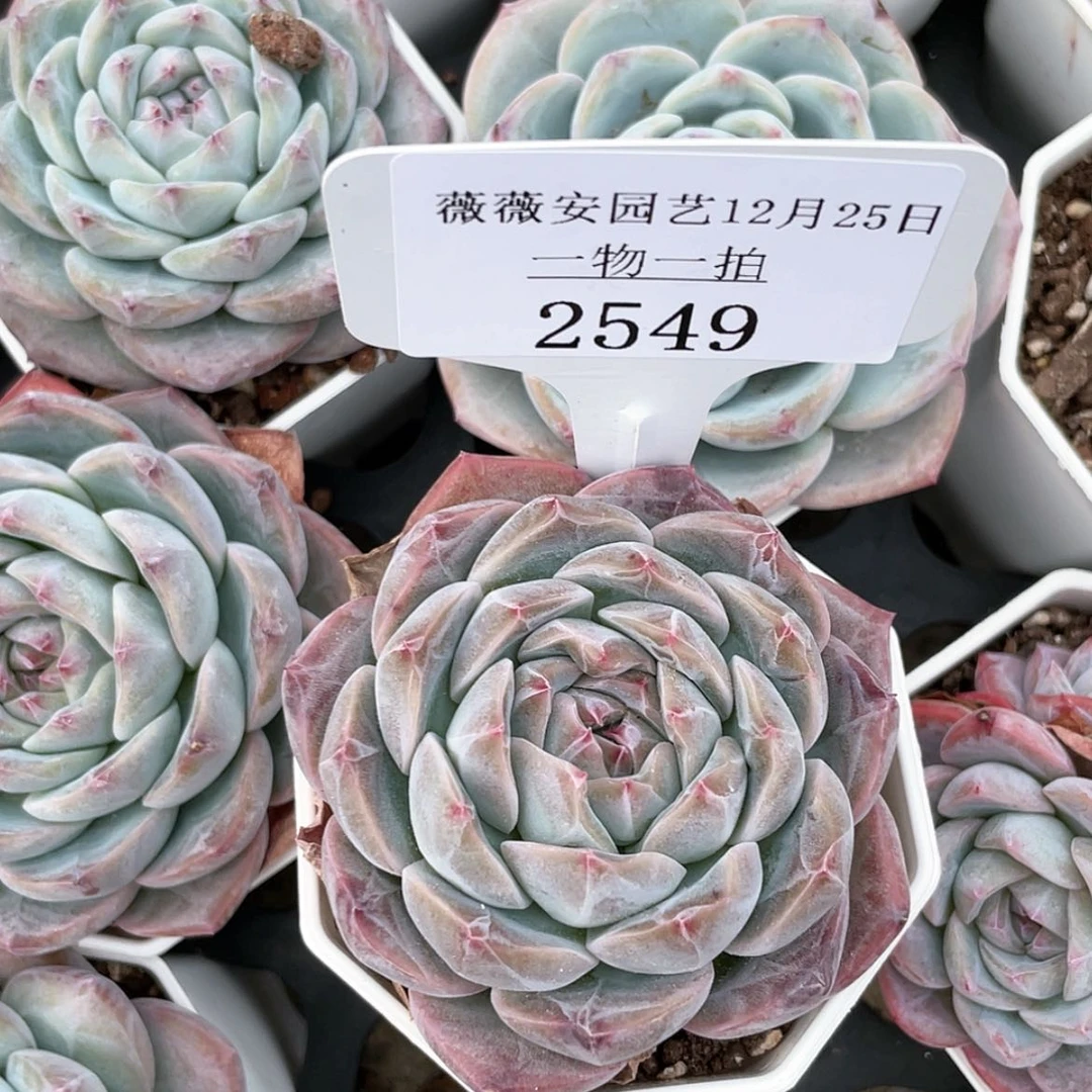【闪购商品】2549薇