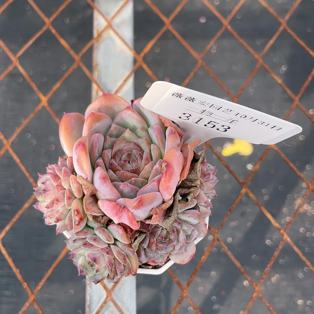 薇薇安园艺多肉3153