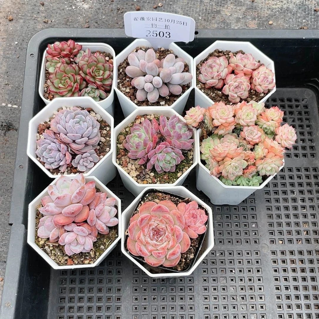 薇薇安园艺多肉2503