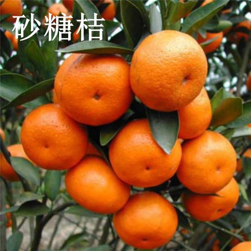 砂糖橘树苗 十月蜜桔苗 正宗四会沙糖桔树苗 嫁接砂糖桔果