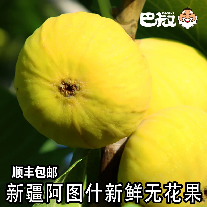 新疆树上糖包子早黄新鲜无花果新疆阿图什新鲜水果【现摘现发】