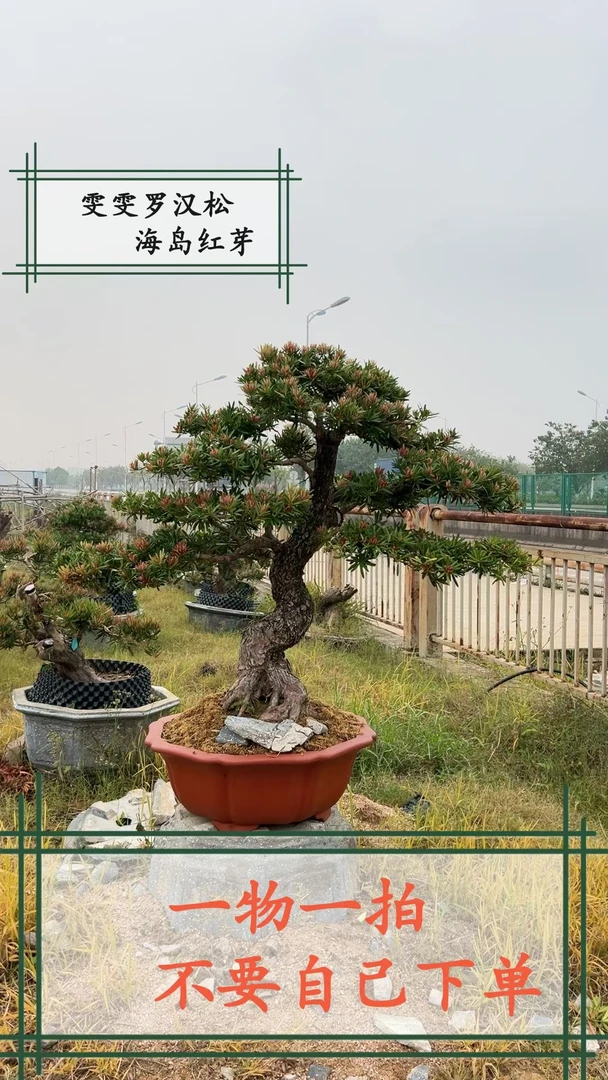 盆景红芽造型海岛罗汉松庭院花园别墅阳台楼顶花卉园艺景观造景