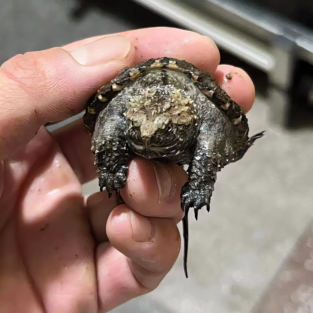 （直播精选）人工养殖爆刺佛鳄观赏龟