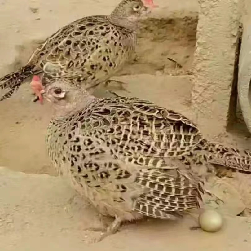 七彩山鸡成年母鸡2只3只公母都有包邮包损到家