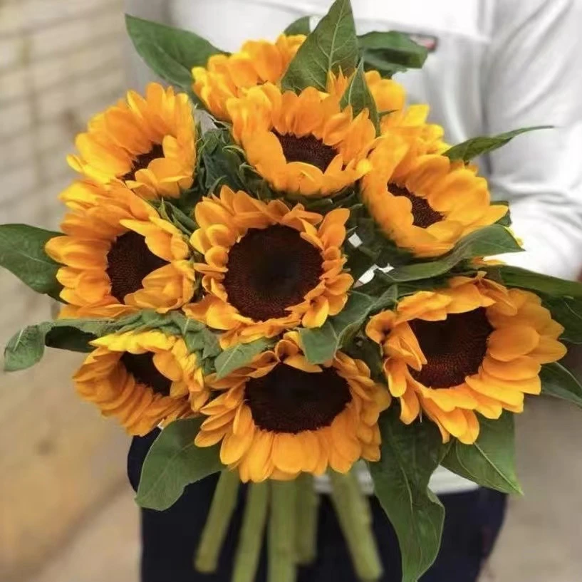 向日葵鲜花（一单也中通冷链包邮，损坏包赔）