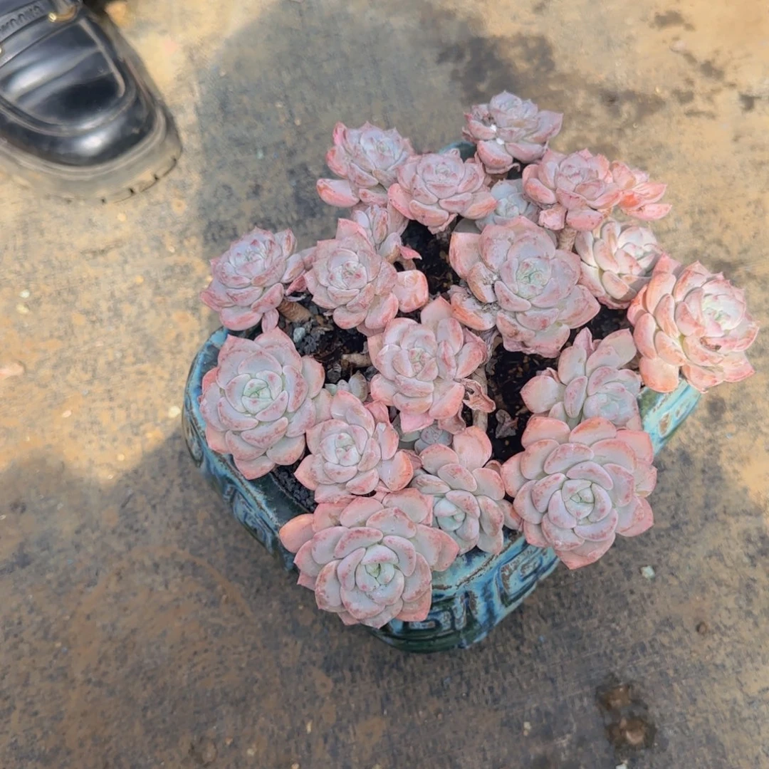 R****8千山雪多头多肉植物