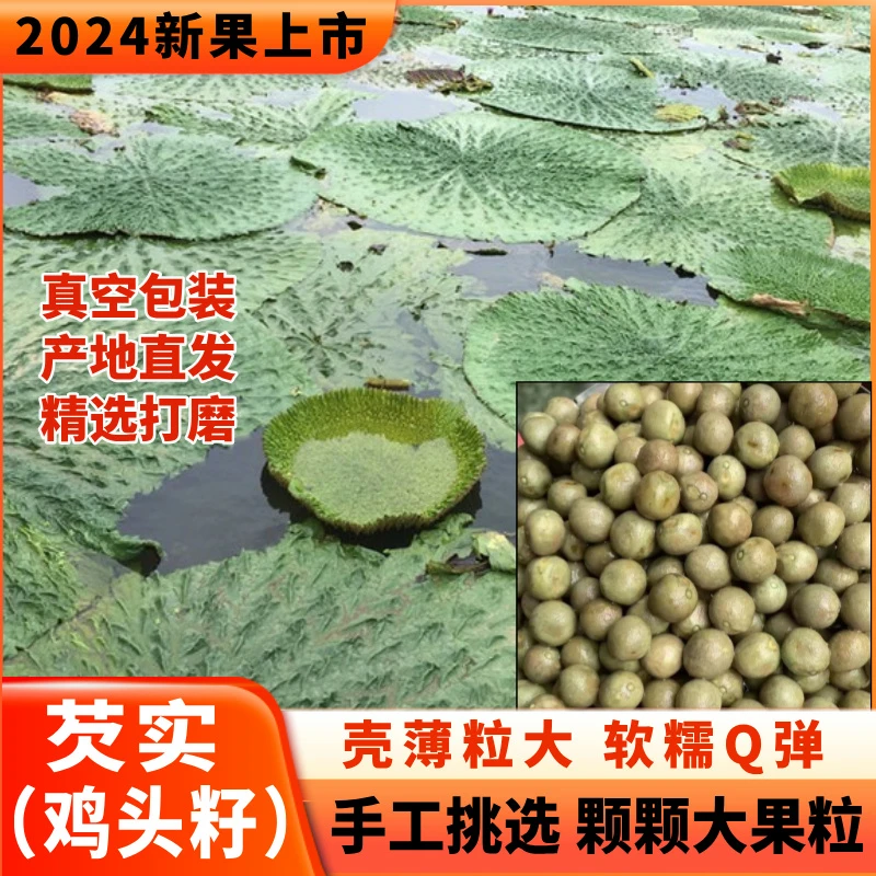 固始特产鸡头籽新鲜带壳鸡头米鸡头果芡实大颗粒易煮真空包装