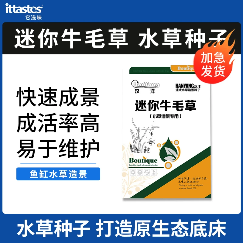 鱼缸水草种子生态水草缸正宗养鱼的专用种子迷你牛毛草小对叶种子
